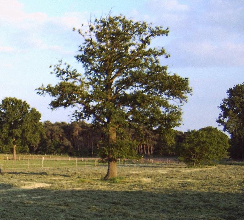 B&B Ferme Knaapen Neeritter Exteriér fotografie